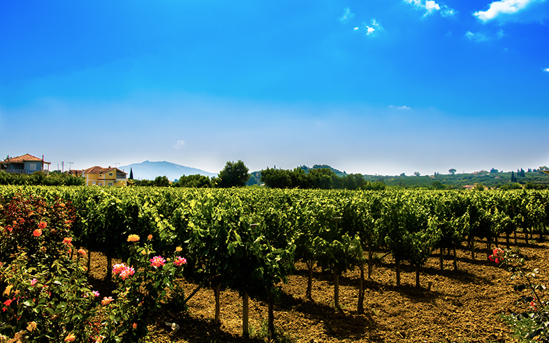 Uitgestrekte wijngaarden op Zakynthos