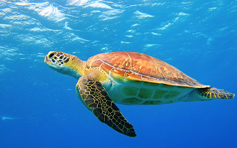 Een caretta zeeschildpad in het helderblauwe water van Chania
