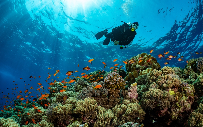 duiker in azuurblauw water kijkt naar koraal en tropische vissen