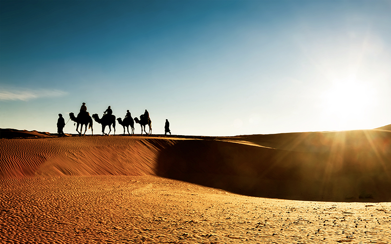 woestijn met een groep wandelende kamelen