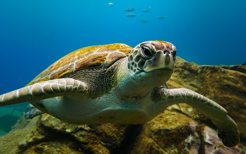 Schildpad zwemmend in de zee