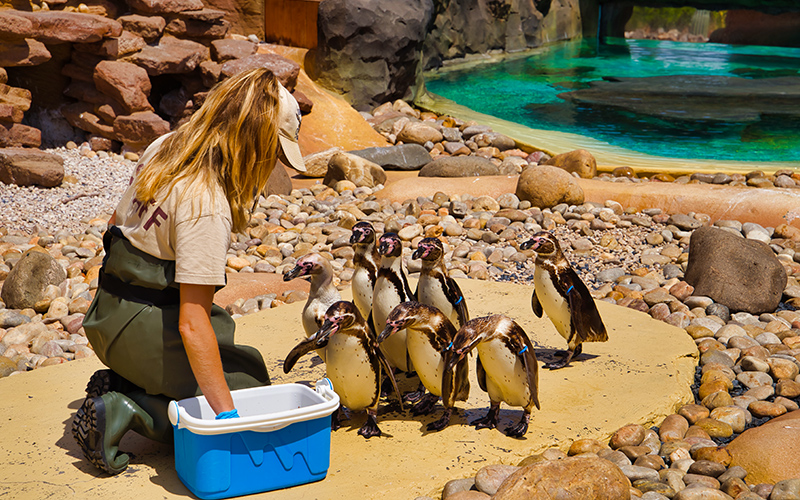 Een verzorgster in dierentuin Rancho Texas die pinguïns aan het voeren is
