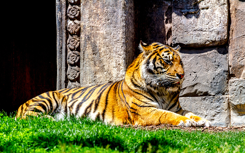 Een machtige tijger in populaire dierentuin Bioparc Fuengirola