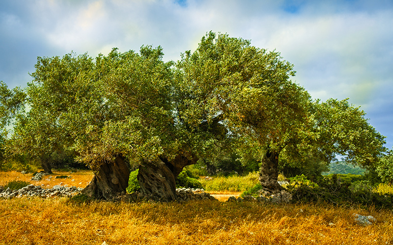 Een paar olijfbomen naast elkaar op eiland Zakynthos