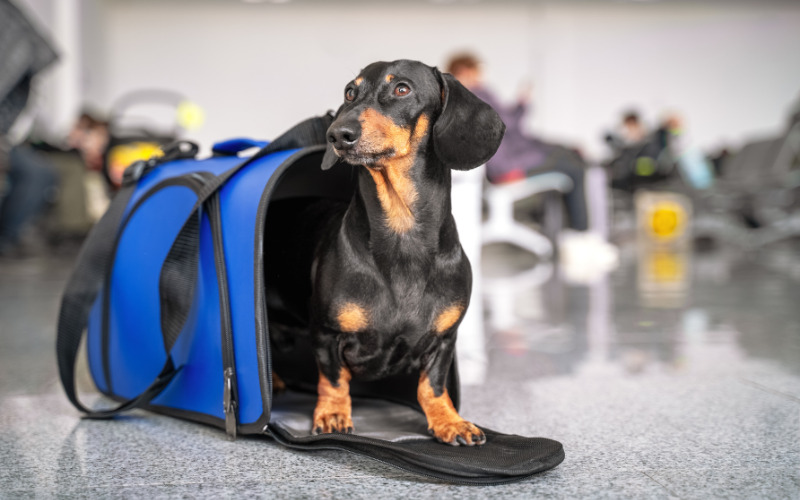 zwarte teckel hond in blauwe kennel op vliegveld
