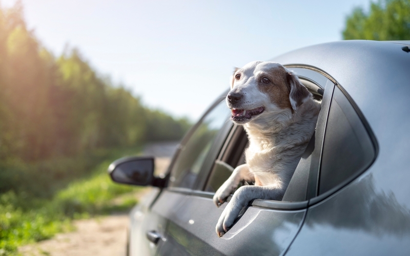 voordelen van een autovakantie: hond in auto