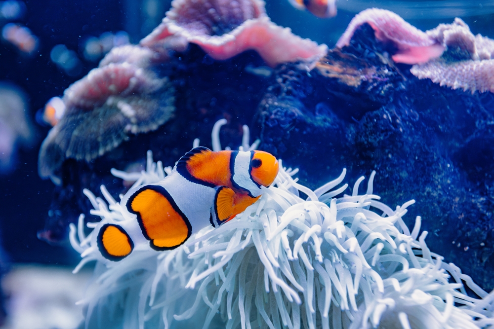 een anemoonvis zwemt in het Palma Aquarium