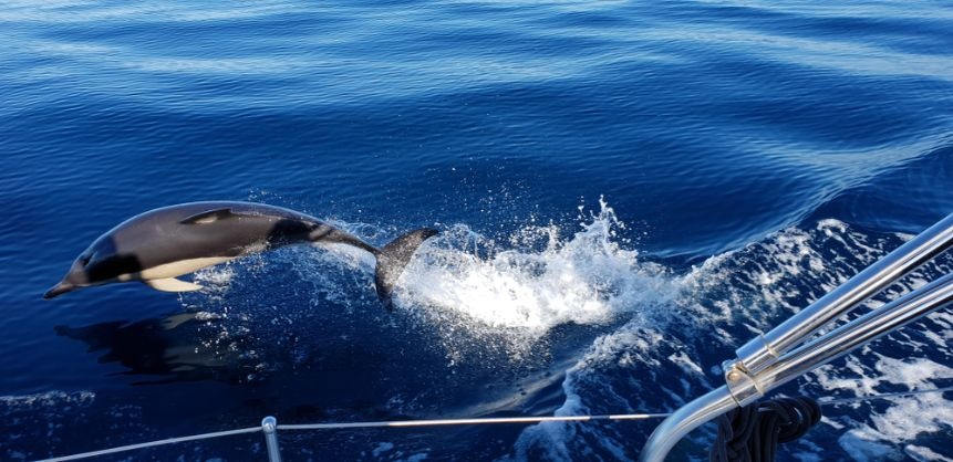 dolfijn springt naast boot