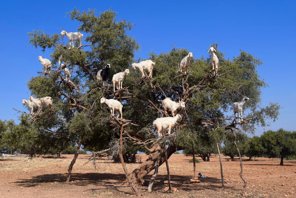 de beroemde boomklimmende geiten in een arganboom